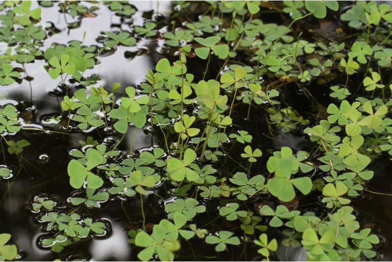 Marsilea quadrifolia -6817