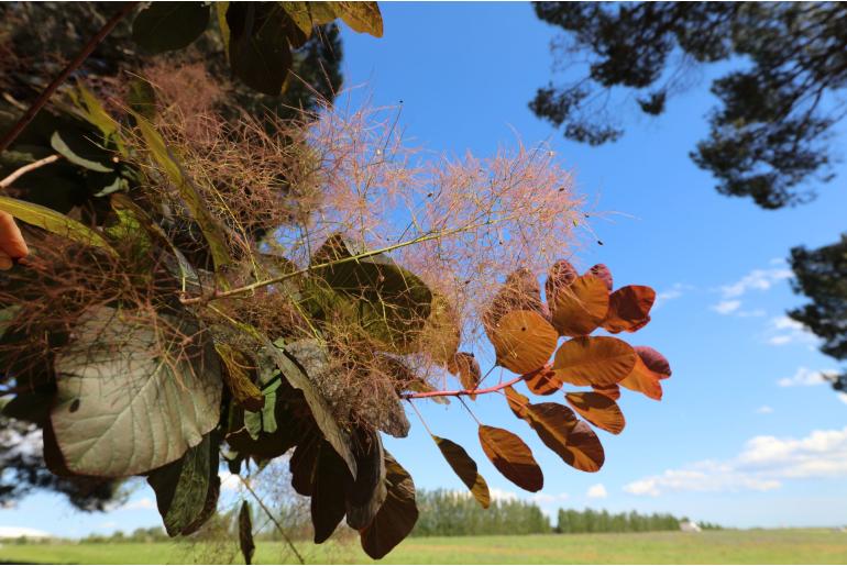 Cotinus coggygria -6836