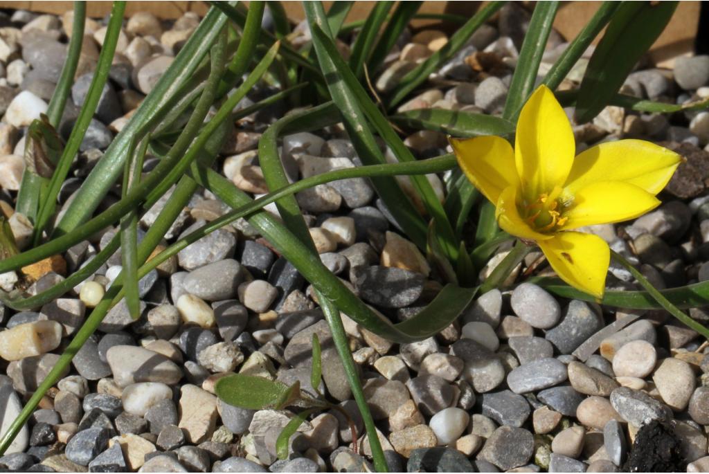 Felippone's nothoscordum