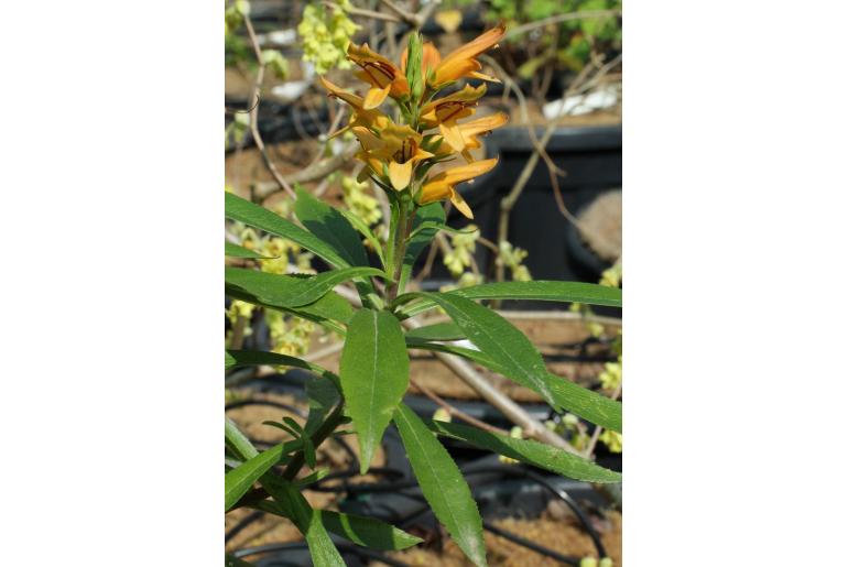 Digitalis canariensis -6937