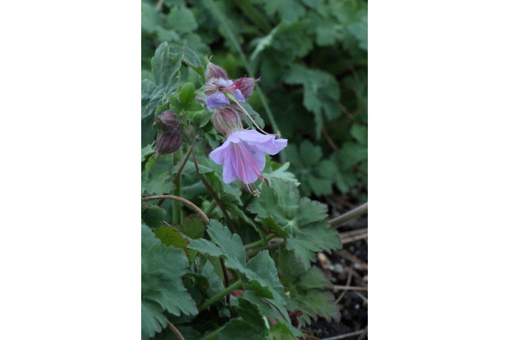 Grote wortel Geranium