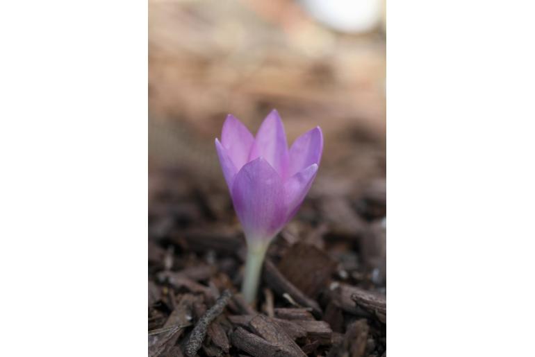 Colchicum sanguicolle -6951