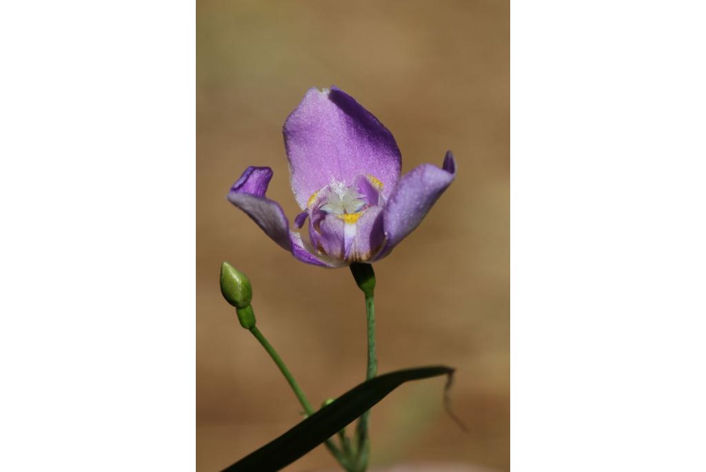 Argentijnse blauwe iris