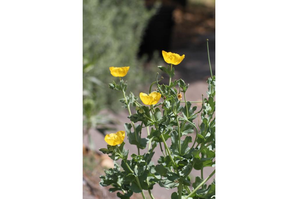 Gele hoornpapaver