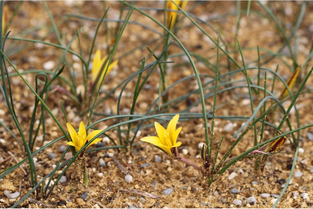 Zuid Afrikaanse krokus