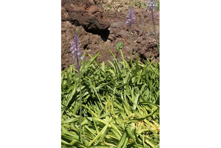 Scilla hyacinthoides -7008