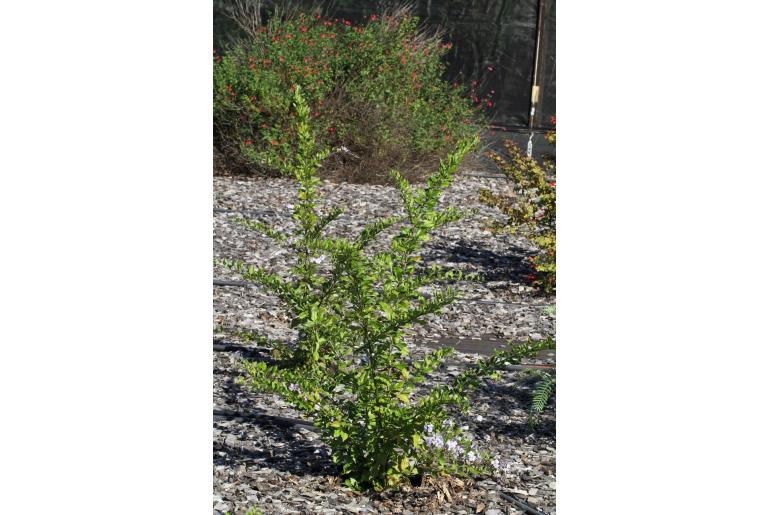 Argyrocytisus battandieri -7009