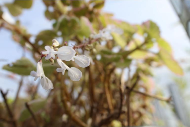 Plectranthus saccatus -7033