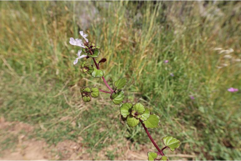 Plectranthus verticillatus -7037