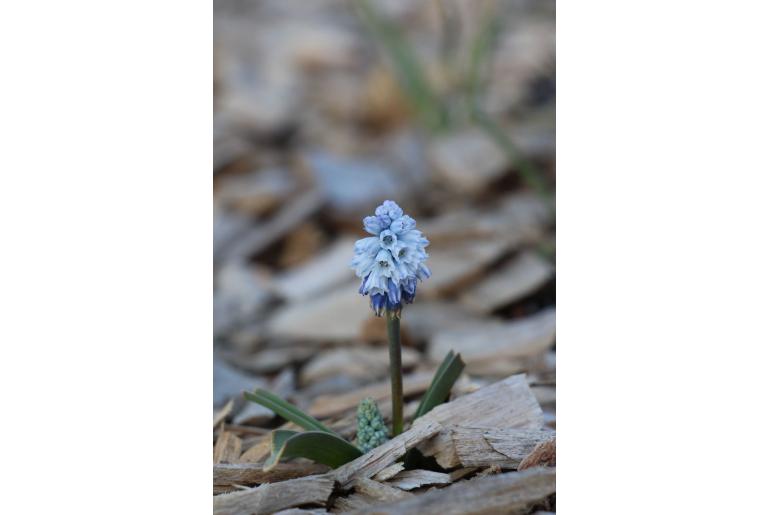 Muscari azureum -7064