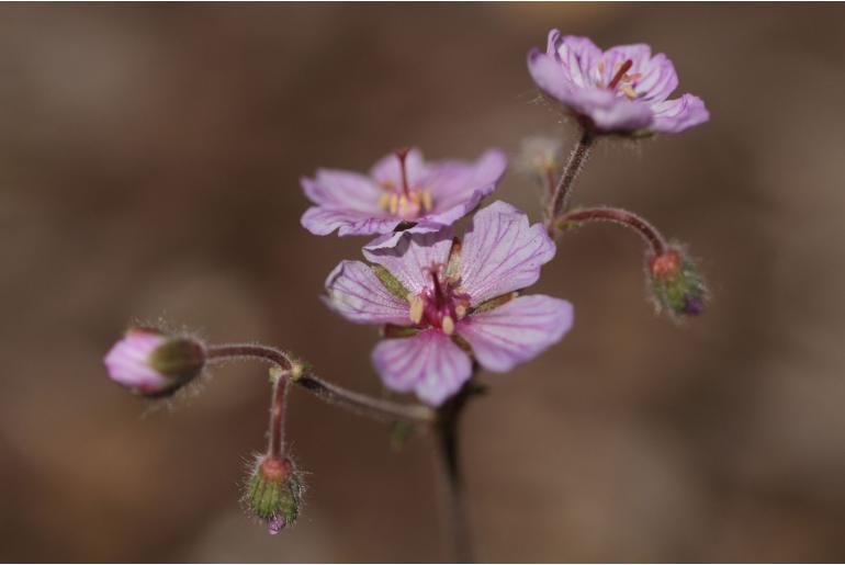 Geranium macrostylum -7067