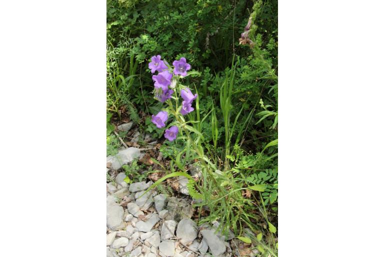 Campanula speciosa -7194