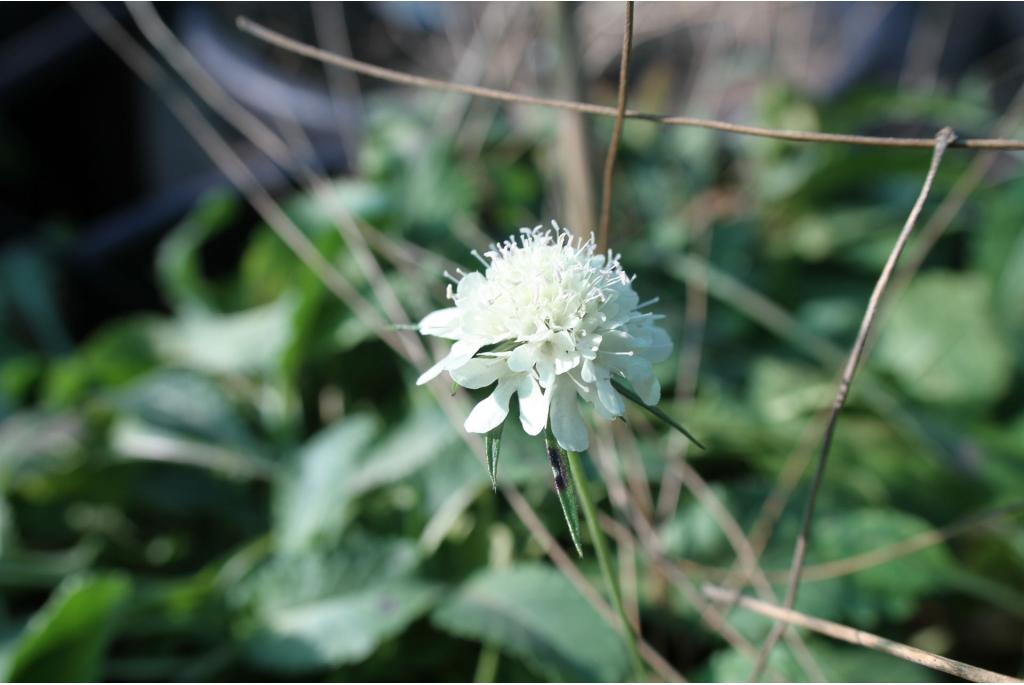 Witte cephalaria