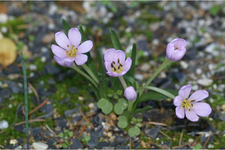 Colchicum cupanii -7236