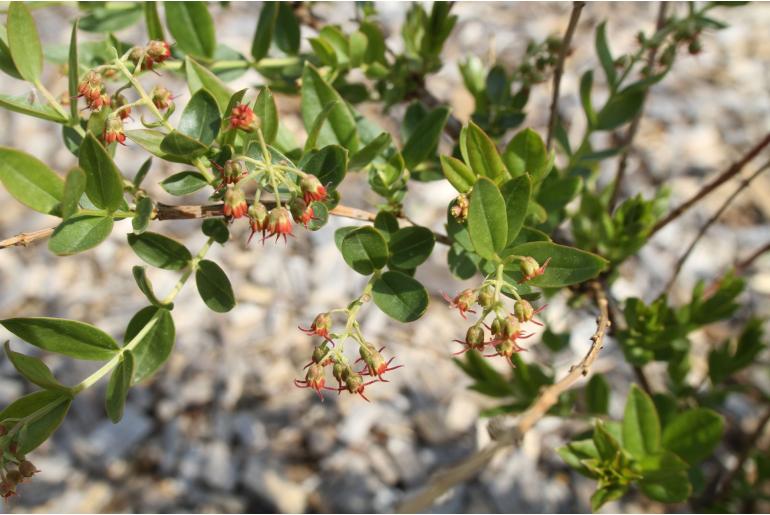 Coriaria myrtifolia -7238