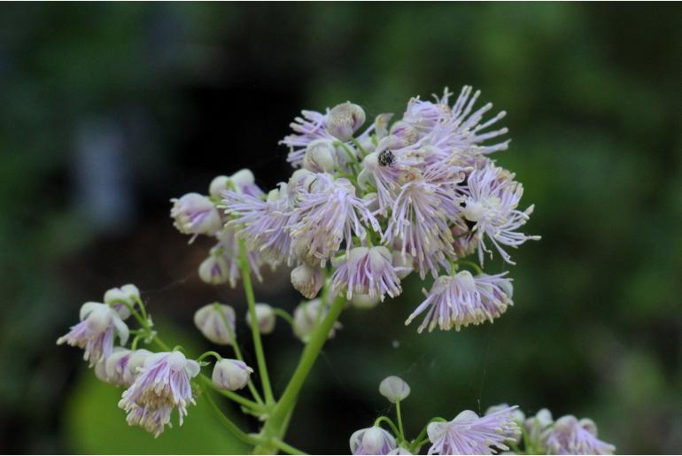 Thalictrum aquilegiifolium -7281