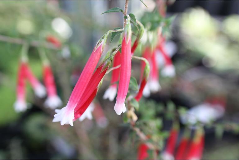 Epacris longiflora -7286