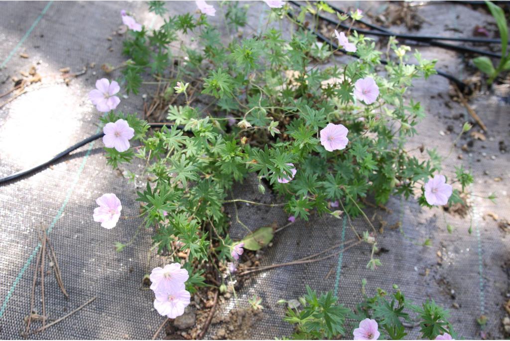 Bloed Geranium