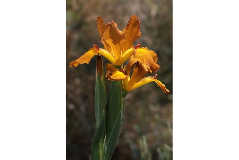 Iris spuria -7323