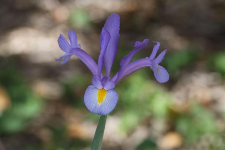 Iris xiphium -7324