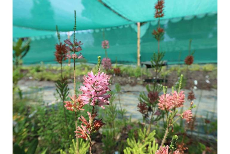 Erica verticillata -7336