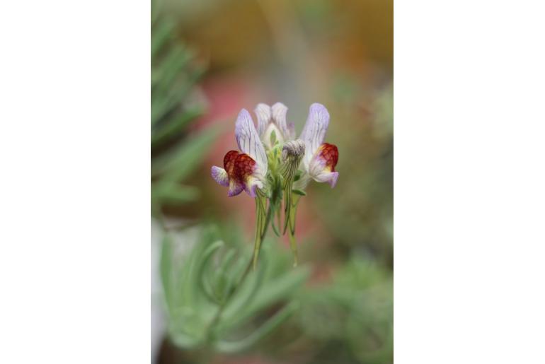 Linaria aeruginea -7348