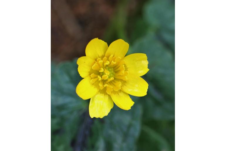 Ranunculus ficaria -7429