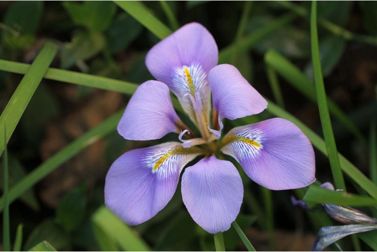 Iris unguicularis -7448