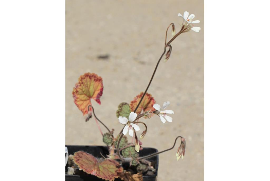 Barkly's Pelargonium