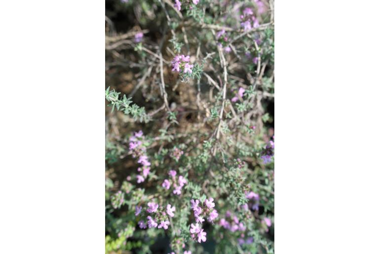 Thymus leucotrichus -7514