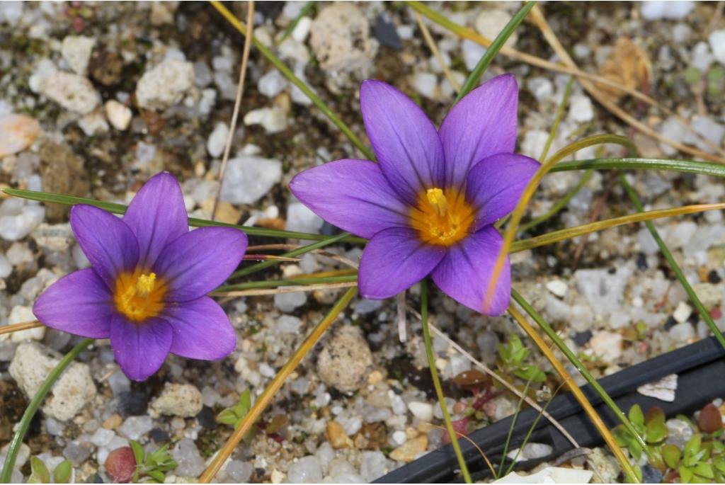 Schijnkrokus