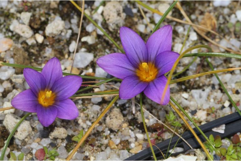 Romulea ramiflora -7560