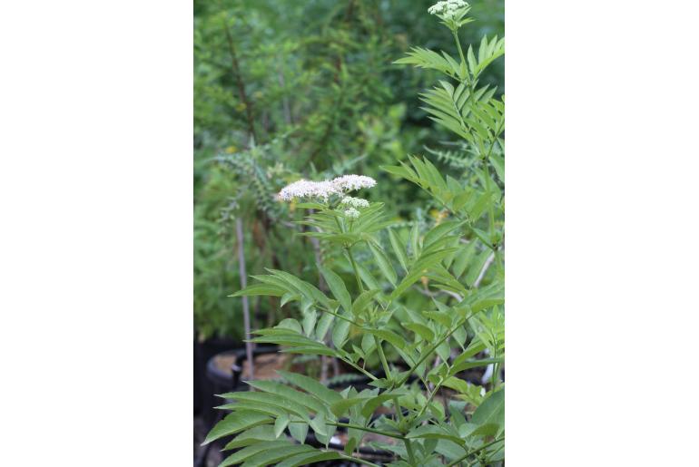 Sambucus ebulus -7566