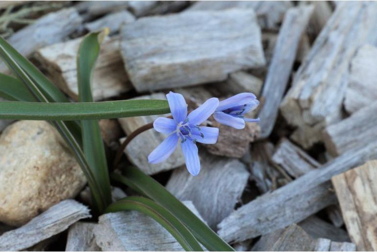 Scilla bifolia -7573