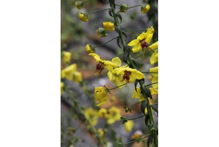 Verbascum arcturus -7611