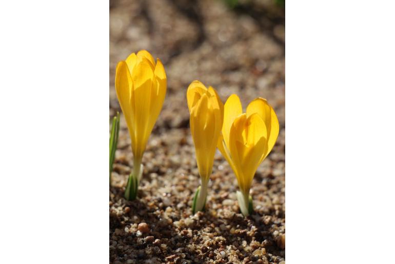 Crocus cvijicii -7630