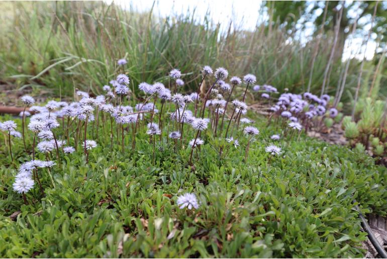 Globularia cordifolia -7642