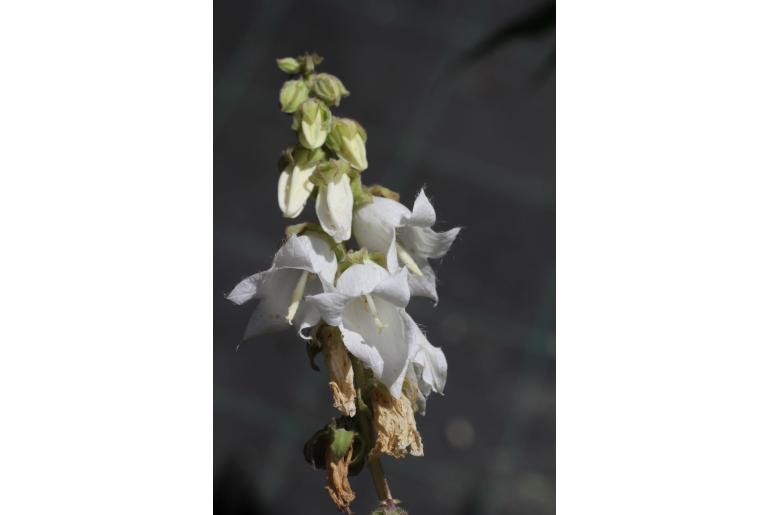 Campanula alliariifolia -7656