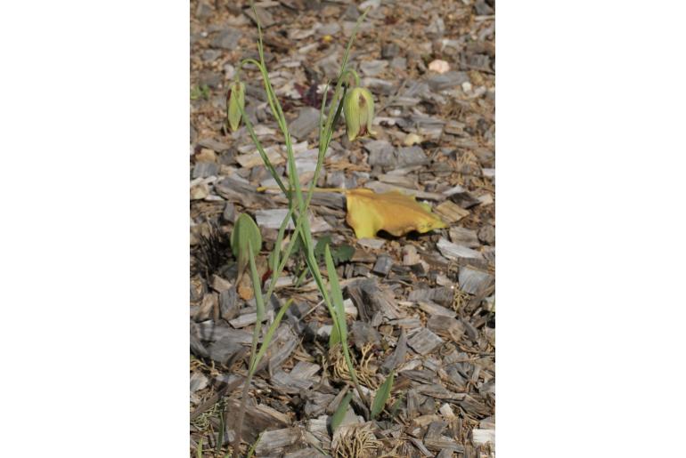 Fritillaria acmopetala -7670