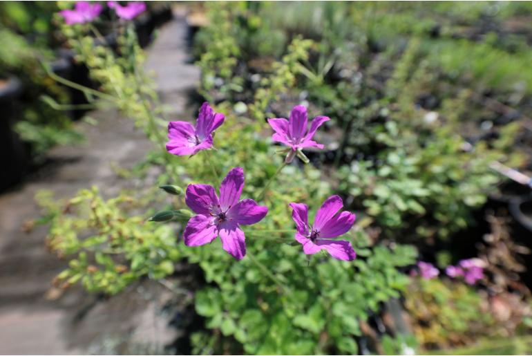 Erodium manescavi -7711