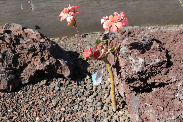 Pelargonium frutetorum -7729