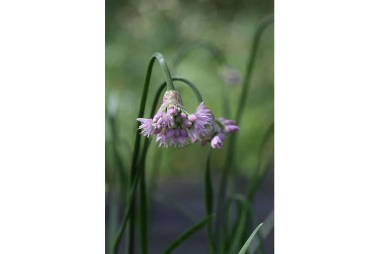 Allium senescens ssp senescens -7756