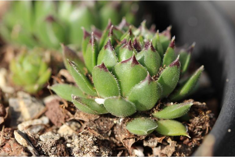 Sempervivum tectorum -7775