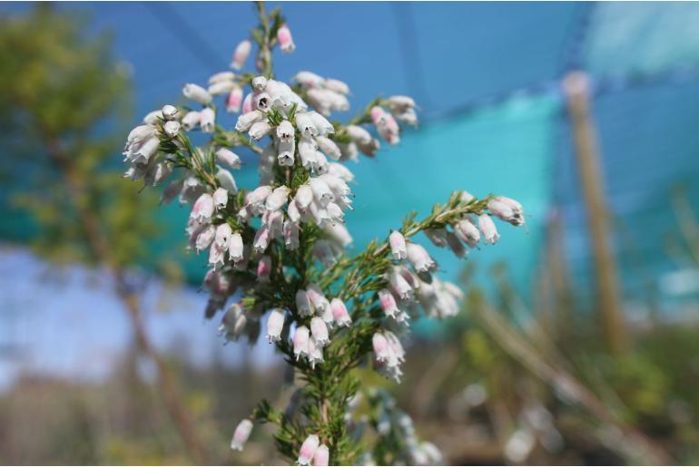 Erica lusitanica -7781