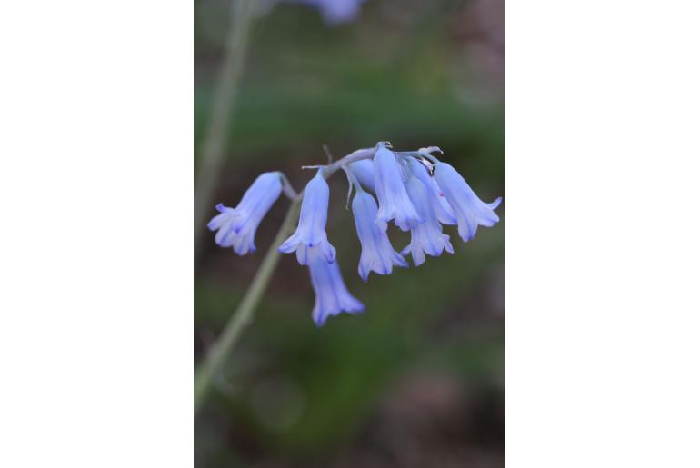 Brimeura amethystina -7786