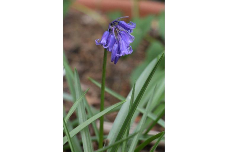 Hyacinthoides non-scripta -7810