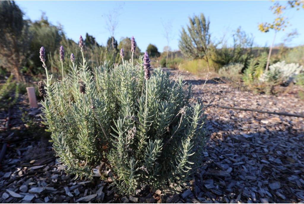 Grijsbladige franse lavendel