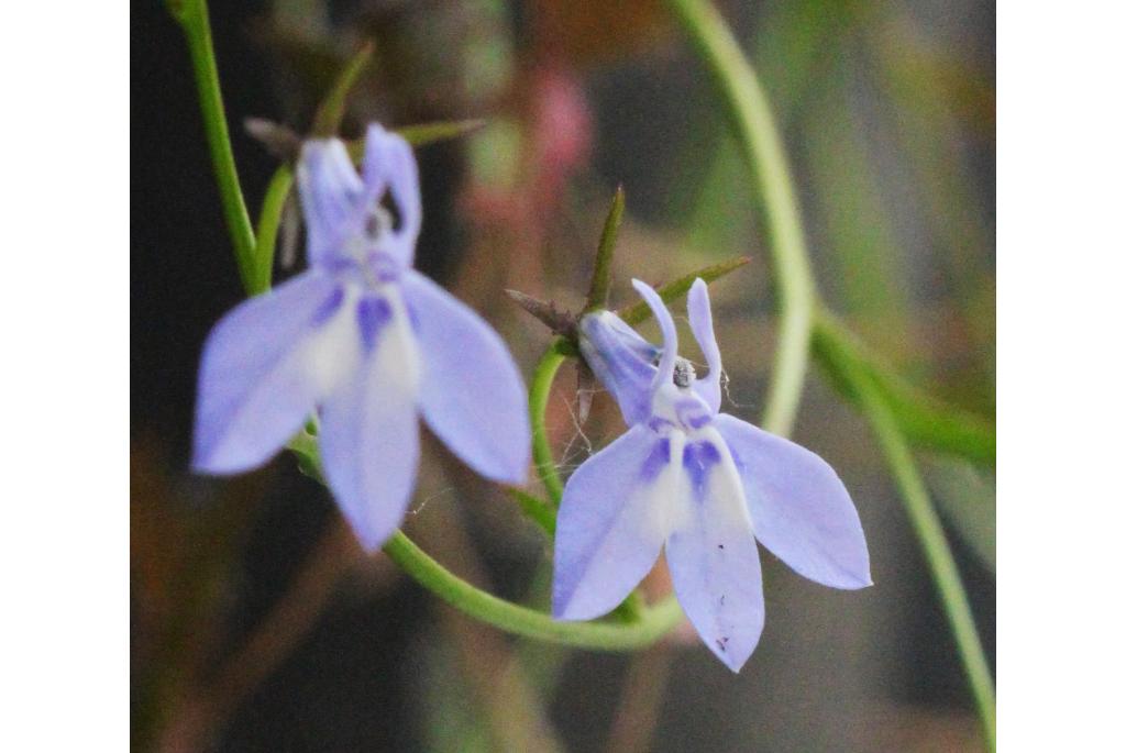 Zwakke lobelia