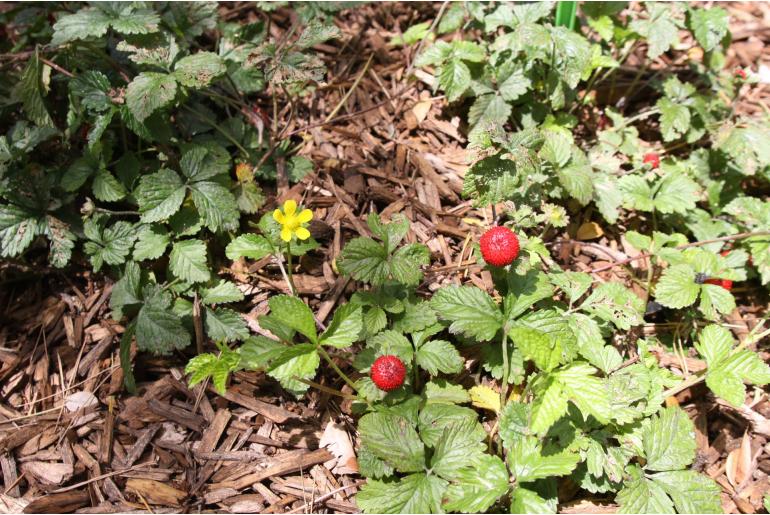 Potentilla indica -7868