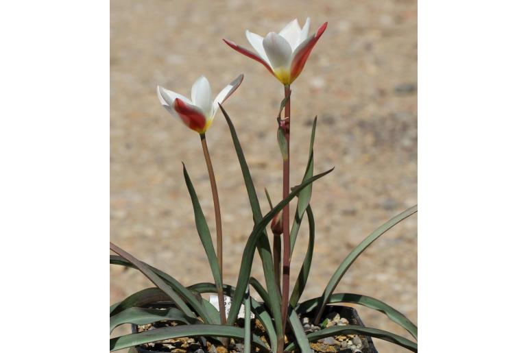 Tulipa clusiana -7947